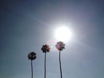 Low angle view of flowering plant against sky on sunny day