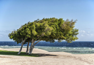 Coconut palm tree on beach against clear sky