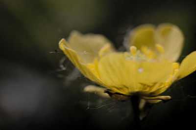 Close-up of yellow rose flower