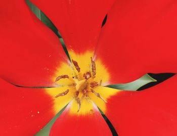 Close-up of red flower