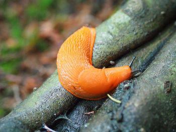 Close-up of slug on tree trunk