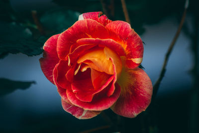 Close-up of red rose blooming outdoors