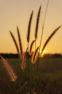 Close-up of plant on field against sky during sunset