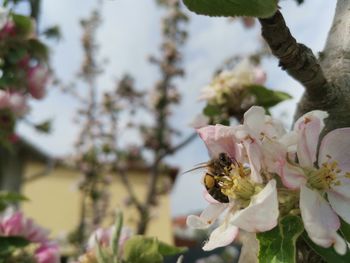 Close-up of bee pollinating flower