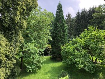 Trees growing in forest against sky