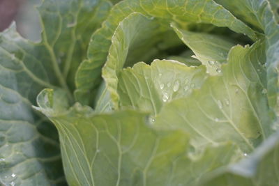 Close-up of fresh green leaf in water