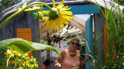 Close-up of butterfly on flower with woman standing in background