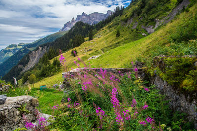 Scenic view of flowering plants and mountains against sky