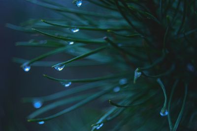 Close-up of raindrops on leaves