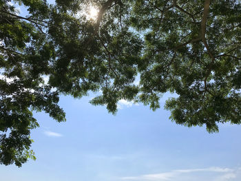 Low angle view of tree against sky on sunny day