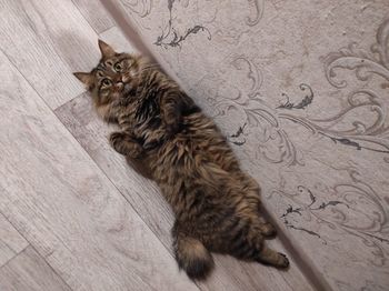 High angle view of cat sitting on floor