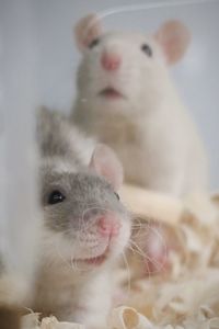 Adorable mice