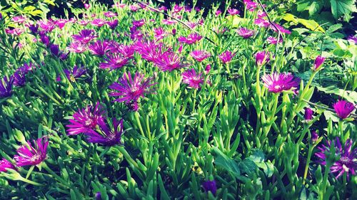 Close-up of purple flowers blooming outdoors