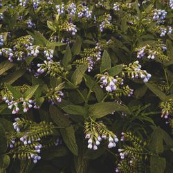 Close-up of purple flowering plants