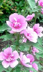 Close-up of pink flower