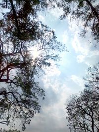 Low angle view of trees against sky