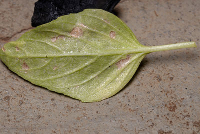 High angle view of green leaf against white background