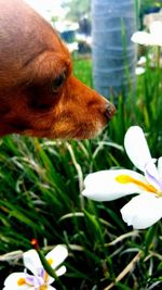 Close-up of dog on flower