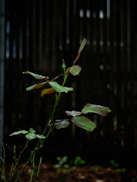 Close-up of yellow flowering plant