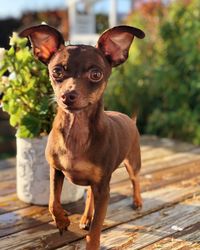 Portrait of dog on wood