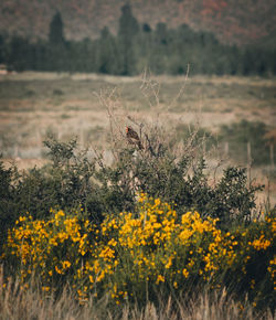 Yellow flowering plants on field bird