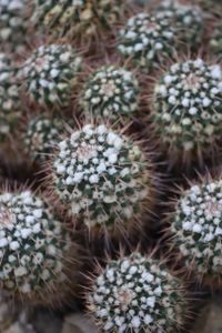 Close-up of prickly pear cactus