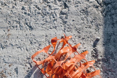 High angle view of orange leaf on rock