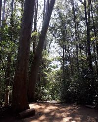 Trees in forest