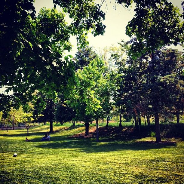 tree, grass, green color, growth, tranquility, tranquil scene, nature, branch, park - man made space, beauty in nature, tree trunk, field, landscape, scenics, park, grassy, sunlight, shadow, lush foliage, sky