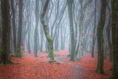 Trees in forest during autumn