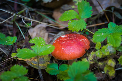 Close-up of strawberry growing on plant