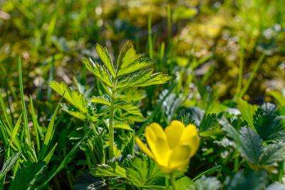 Close-up of yellow flowering plant on field