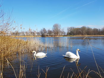 Swan floating on lake against sky