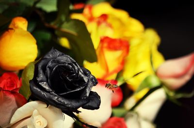 Close-up of yellow rose