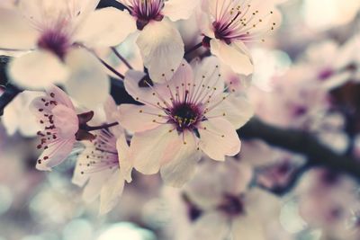 Close-up of white flowers