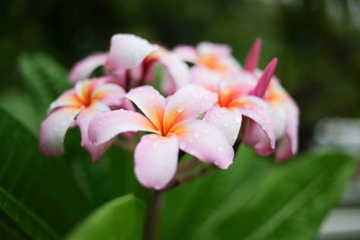 Close-up of wet pink flower