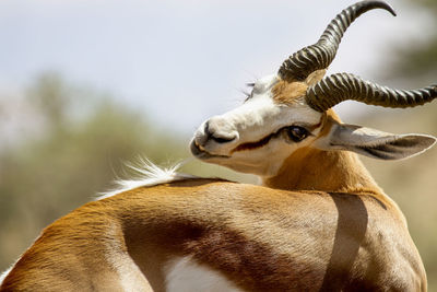 Close-up of springbok