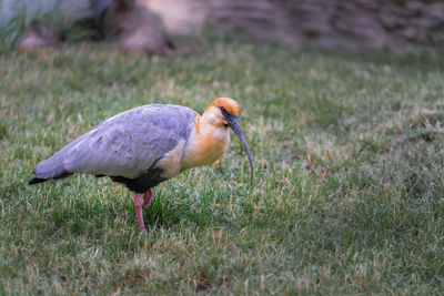 Side view of a bird on field