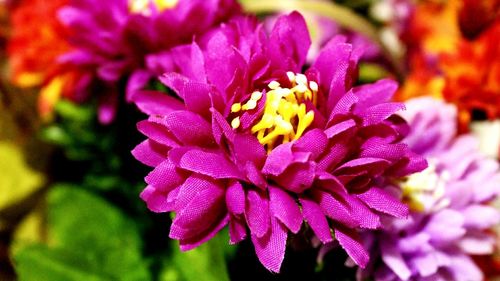 Close-up of pink flower blooming in garden