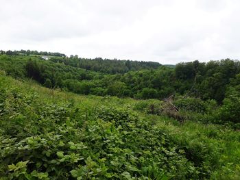 Scenic view of forest against sky