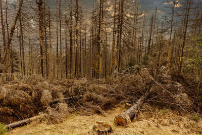 View of trees in forest