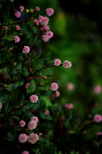 Close-up of pink flowers blooming outdoors