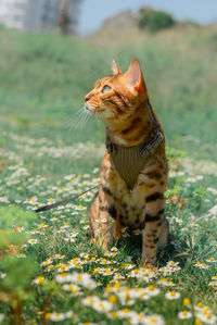 Bengal cat in a harness among chamomile flowers in a meadow.