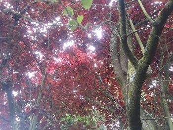 Low angle view of pink flowering tree