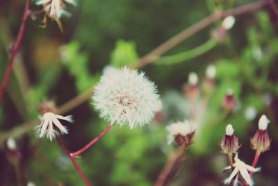 Close-up of dandelion