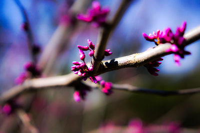 Close-up of flowers against blurred background