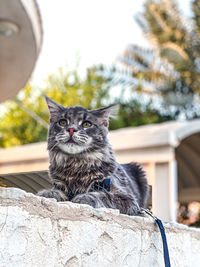 Close-up portrait of a cat