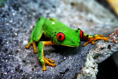 Close-up of green lizard