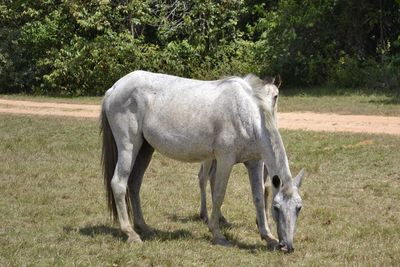 Foal hiding behind