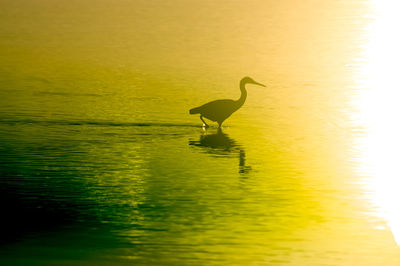 Bird in a lake